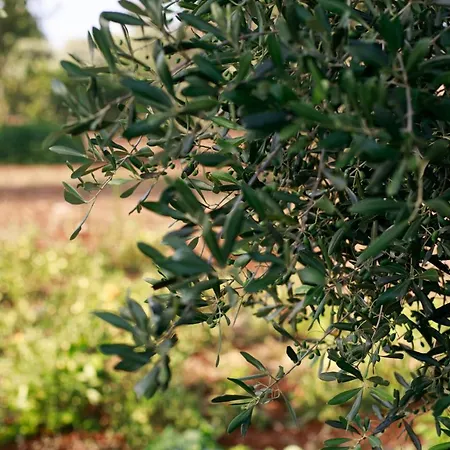 Enzo Nel Cuore Della Campagna Villa Carovigno